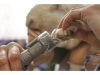 DREMEL Körömreszelő készlet kisállatoknak 7020-PGK